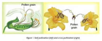 Cross pollination
