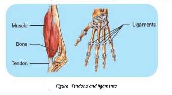 ligaments