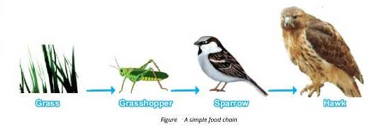 materials flow from one trophic