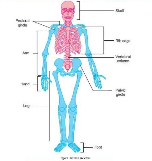 Q.4 What are the components of human skeleton? – Biology 10