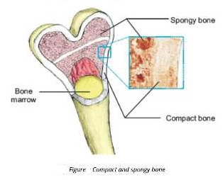 spongy bone