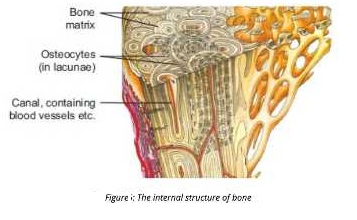 structure of bone