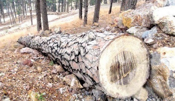 Deforestation proving destruction