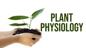 Plant Physiology